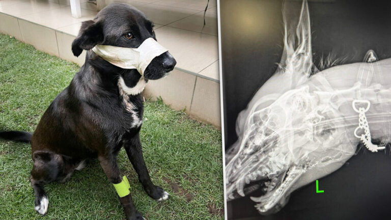 武裝劫匪闖入民宅 領養犬忠心護主擋子彈
