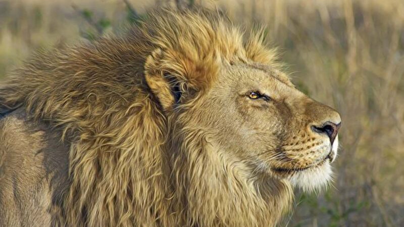 南非獅子玩「拔河」？導遊：從未見過