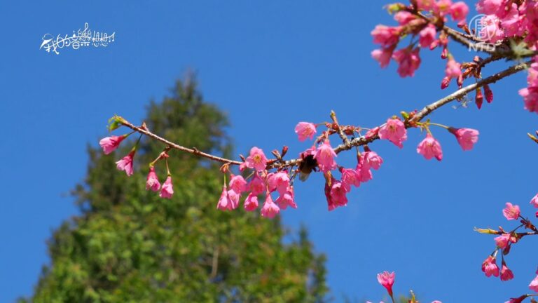 我的音樂想想：台灣阿里山之春