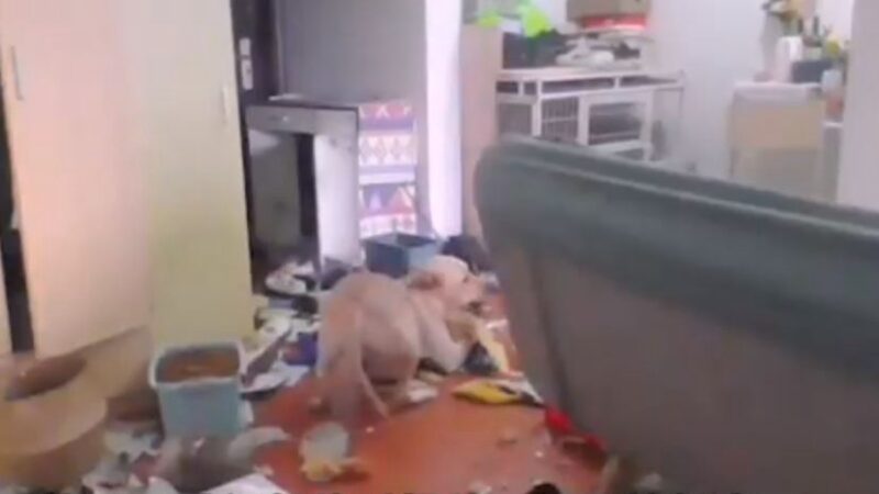 西安女隔離14天 監控看到小狗把家拆完（視頻）