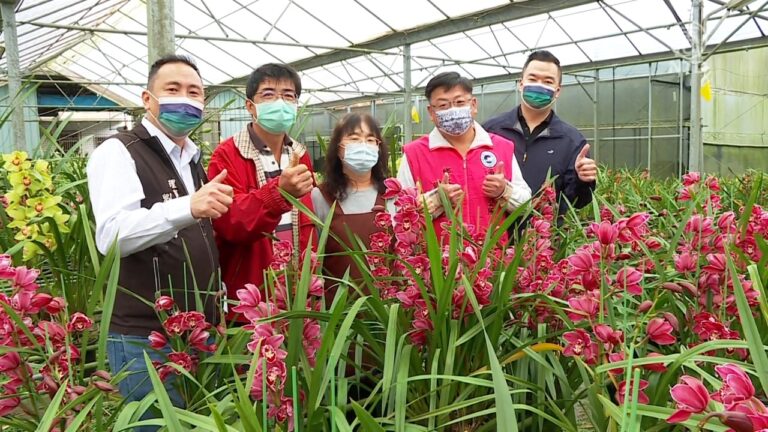 福虎生風迎新年 台南投魚池虎頭蘭正盛開