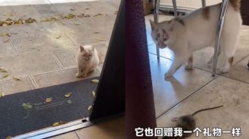 云南猫咪喊“妈妈” 新年回赠主人一只老鼠（视频）