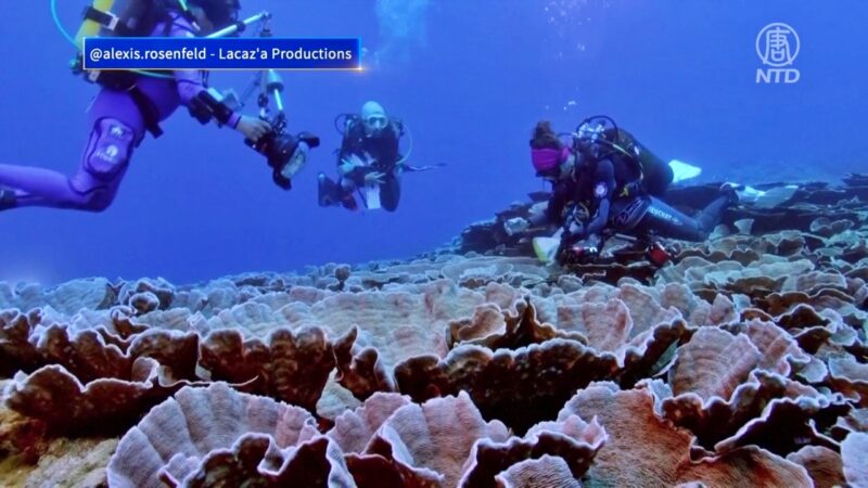 太平洋底世外桃源 大溪地發現原始珊瑚礁