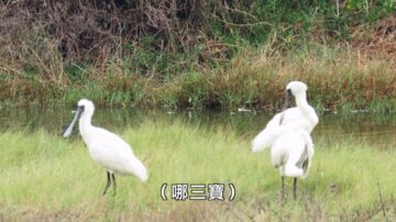 【廣告】美麗心台灣-海陸空三棲鳥