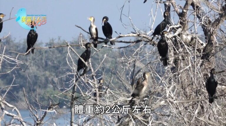 美麗心台灣：鰲鼓溼地是冬候鳥的天堂