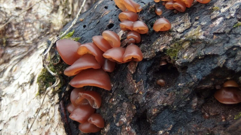 這6種食物「新鮮吃」 反而不好