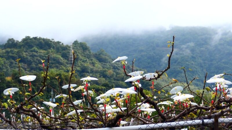 宜蘭三星上將梨開花授粉 景緻特殊引人入勝