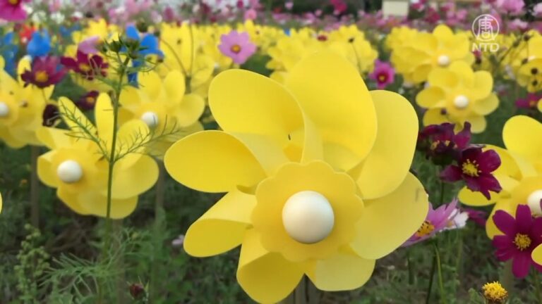 過年走春賞花趣 彰化田中、埔鹽花海繽紛綻放