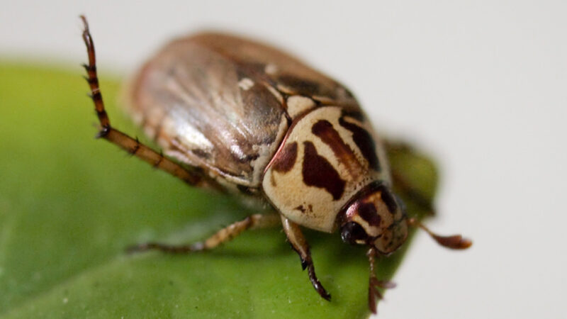 聖經災難場景？ 大量甲虫入侵阿根廷