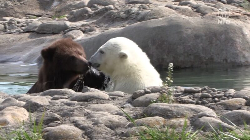 北極熊和灰熊在動物園的奇妙友誼