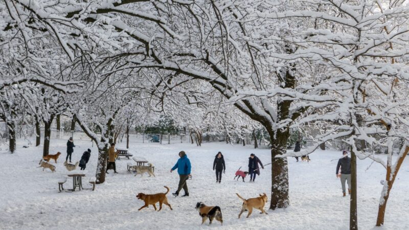 纽约本季首场大雪 中央公园变身冬日仙境