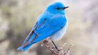 组图：惊艳！能带来幸福的山地蓝知更鸟