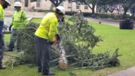 休斯頓市府前聖誕樹移除送回收