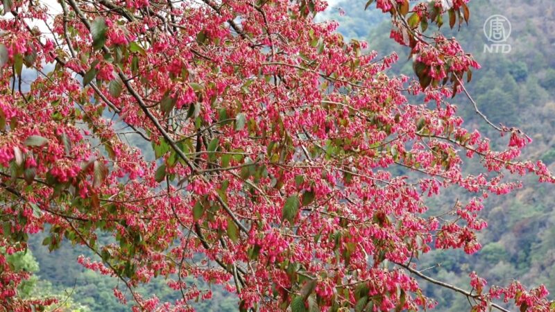 梨山地區周邊櫻花盛開 賞櫻輕旅行正夯