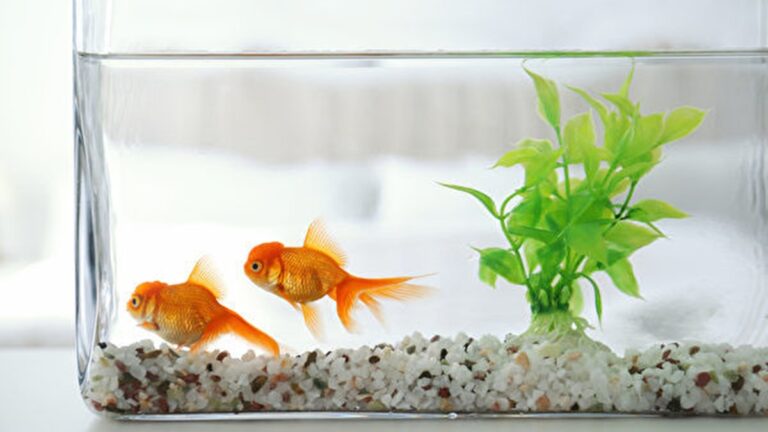 科學家讓金魚學會了「開車」