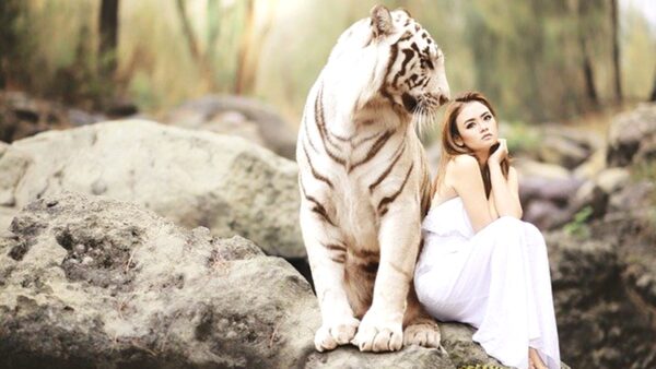 中国虎年趣事 回族姓虎的人不叫“虎”而叫“猫”