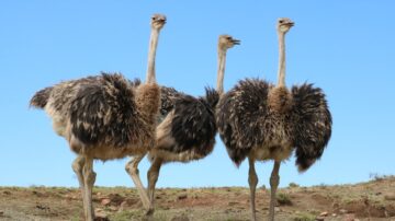 廣西上百隻鴕鳥集體「越獄」街頭狂奔（視頻）