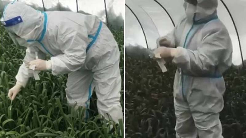 中共防疫闹剧 菜农被迫给大棚蒜苗做核酸（视频）