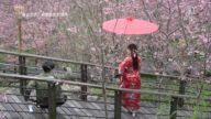 阿里山櫻花綻放 石棹「春櫻夜」浪漫登場