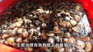 【广告】美丽心台湾-海菜生态养殖