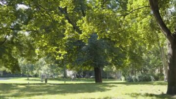 紐約市百萬植樹願景 改善城市熱島效應