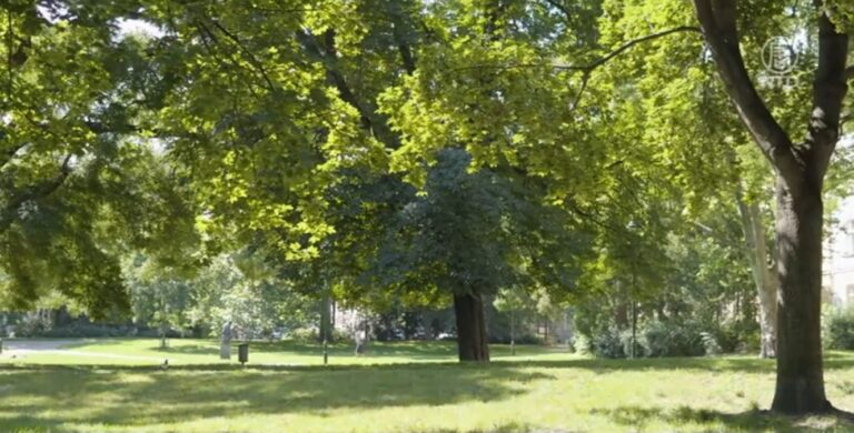 紐約市百萬植樹願景 改善城市熱島效應