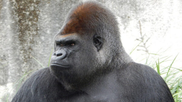 不属于人类的人形不明生物 塔特尔博顿斯 怪物 恶魔猴 新唐人中文电视台在线