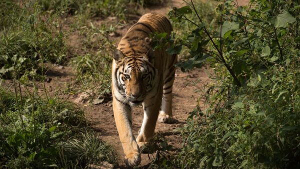 中国野生东北虎仅剩55只 一种老虎已灭绝