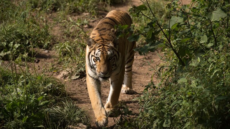 中國野生東北虎僅剩55隻 一種老虎已滅絕