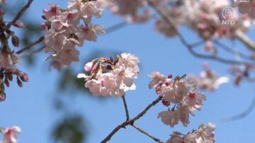 浪漫粉红樱花绽放  南加民众散步赏樱