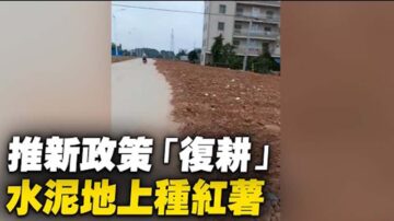 中共复耕运动：填平养殖场抓人 水泥地铺薄土造假