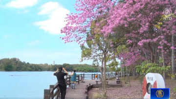 风铃木红黄争艳 高雄澄清湖隐藏版都市美景