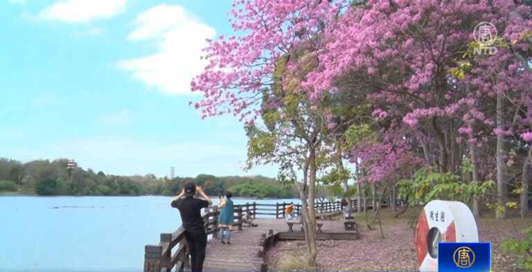 風鈴木紅黃爭豔 高雄澄清湖隱藏版都市美景