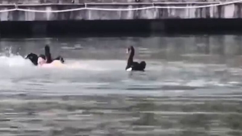 南京师范大学男子游泳 被黑天鹅围殴（视频）