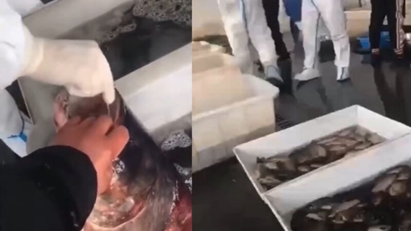 上海防疫奇葩一幕 防疫人員給大魚做核酸（視頻）