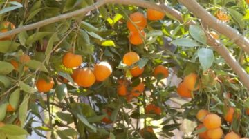 河濱縣華人經營60畝果園 供遊客歡喜採摘