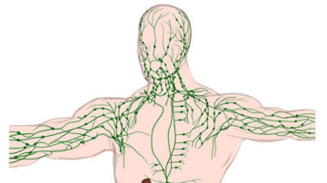 淋巴是全身健康的關鍵！3種方法提升淋巴功能