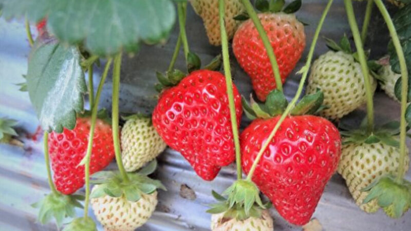 草莓營養價值高 但有這些症狀的人不可多吃