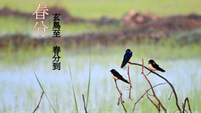 為何說「春分」一刻值千金？