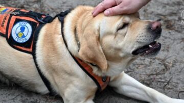 連續31年獨占鰲頭 美年度最受歡迎寵物犬