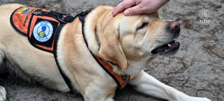 連續31年獨占鰲頭 美年度最受歡迎寵物犬