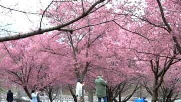 纽约法拉盛樱花抢先盛开 民众开心游园