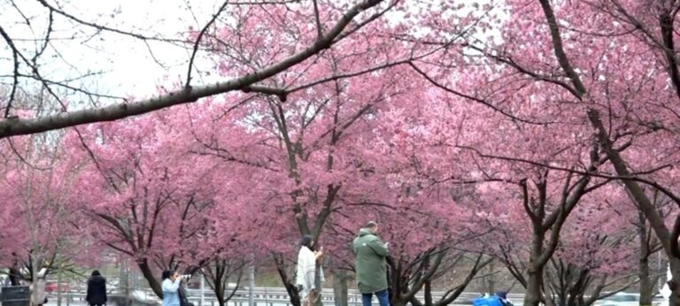 紐約法拉盛櫻花搶先盛開 民眾開心遊園