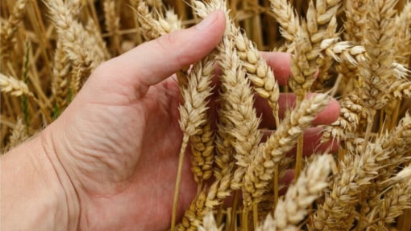 豐收年 湖北農民為何偷割小麥藏在家？