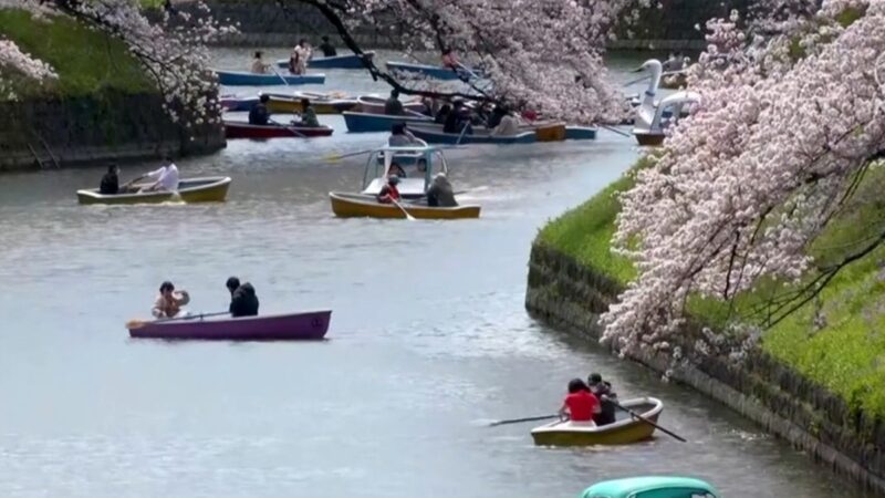 樱花烂漫几多时 樱花季东京市中心漫步