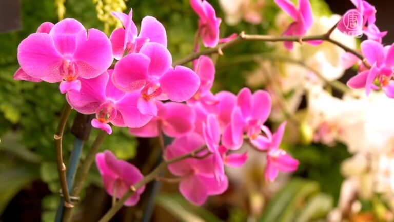 美國長木公園蘭花盛開 婀娜多姿彩