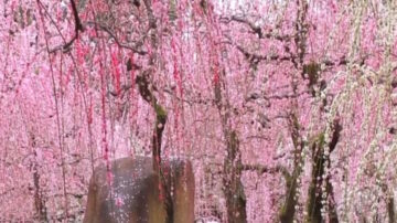 京都古宫红粉盛开 垂枝梅山茶花节开启