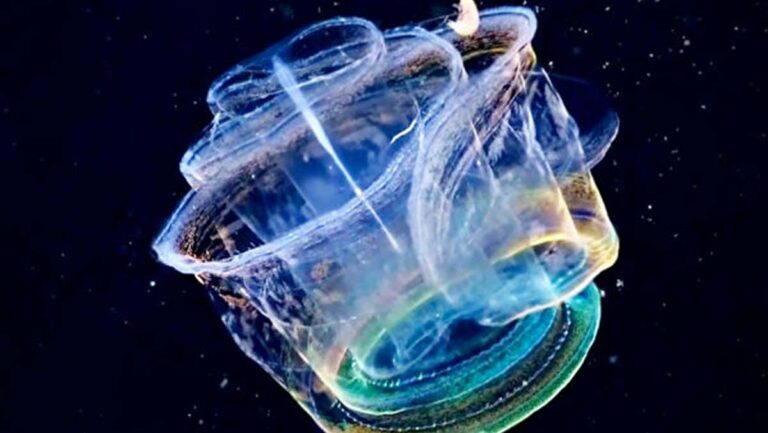 奇妙海洋生物現俄羅斯海域 可從透明變多彩