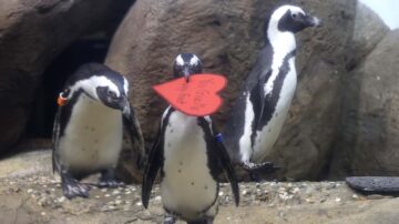 小企鵝逃離動物園 獨自漫步在匈牙利街頭