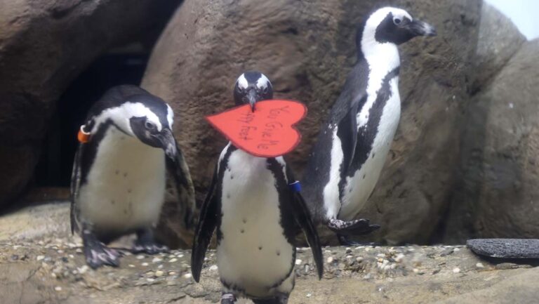 小企鵝逃離動物園 獨自漫步在匈牙利街頭